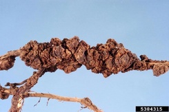 Meloidogyne enterolobii
