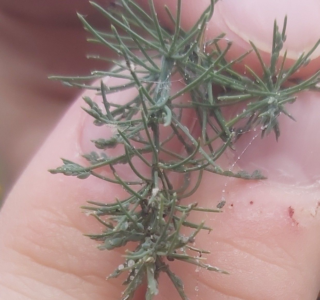 Brachycorynella asparagi