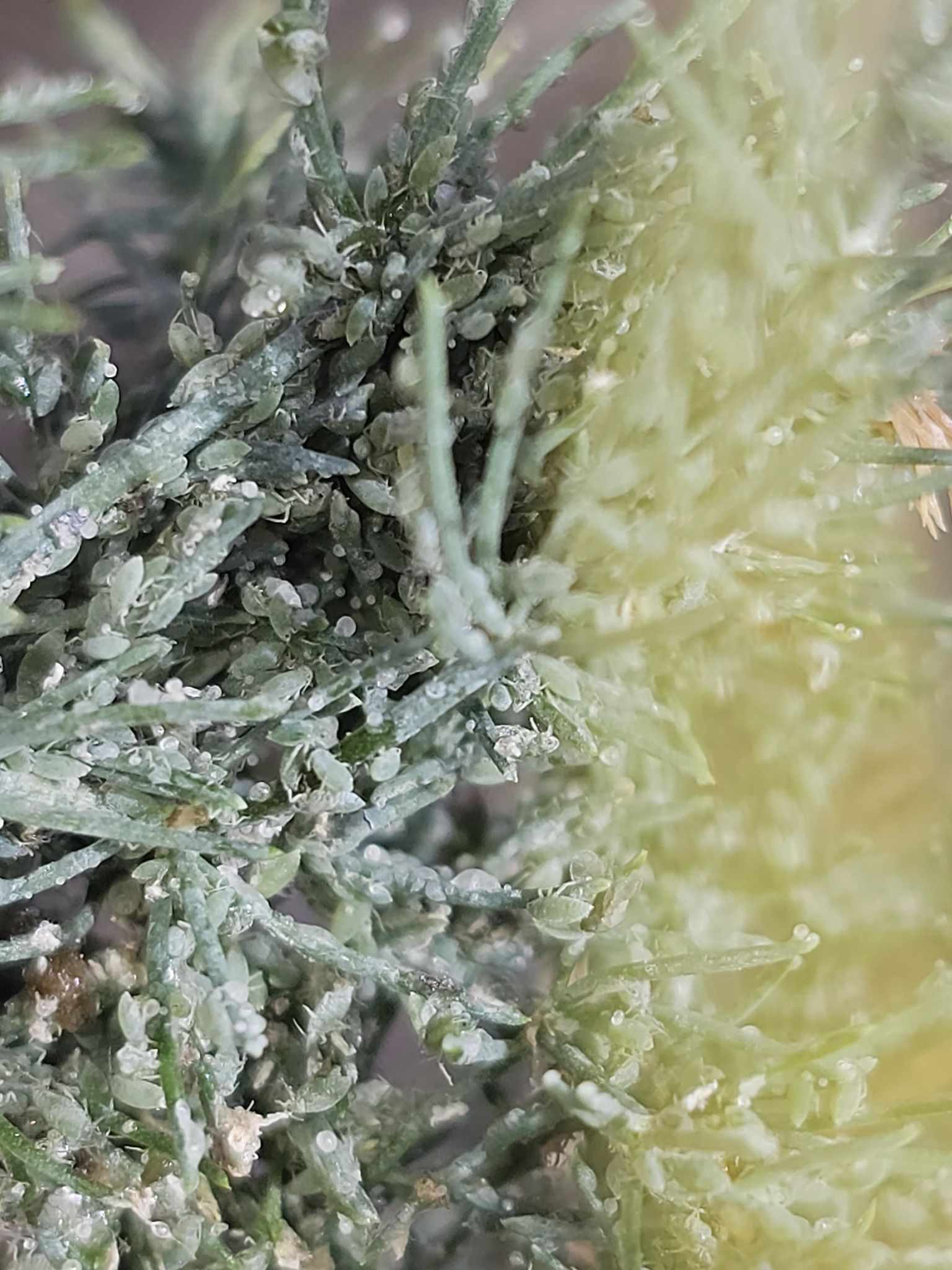Brachycorynella asparagi
