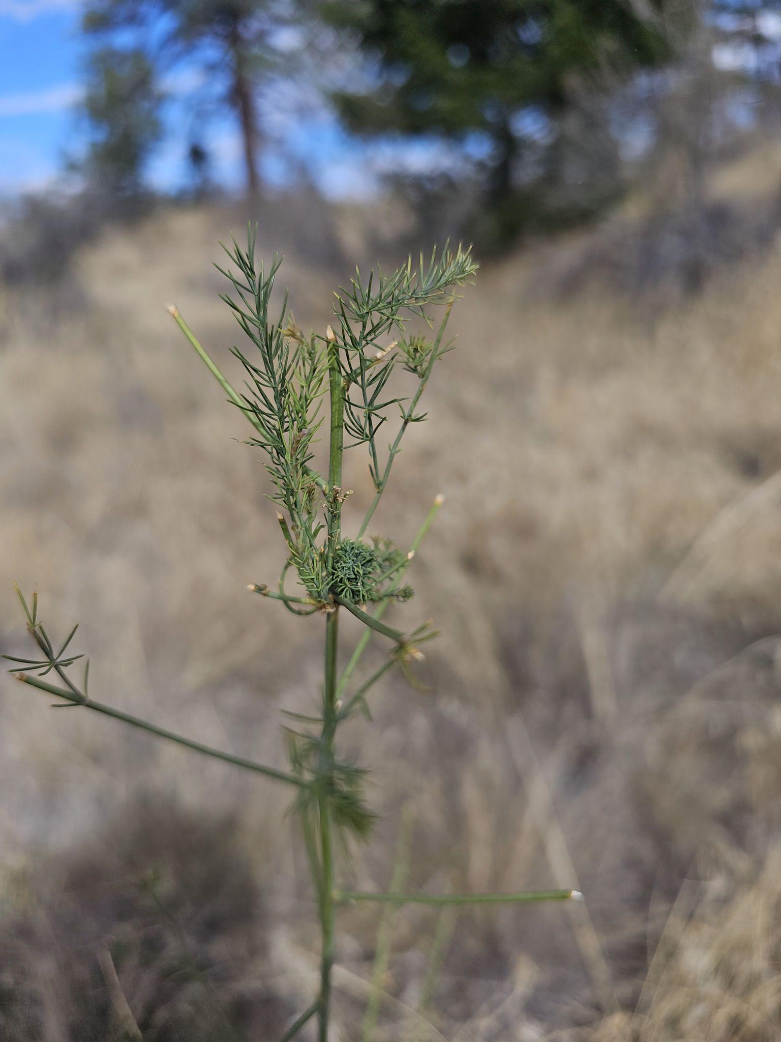 Brachycorynella asparagi