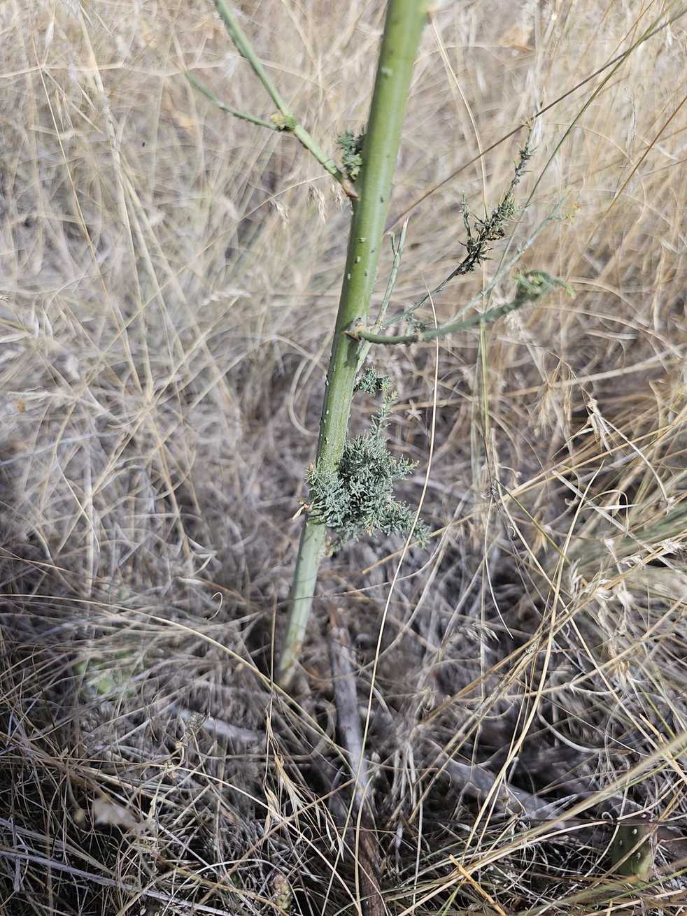 Brachycorynella asparagi