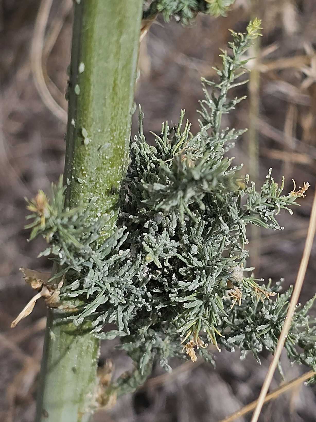 Brachycorynella asparagi