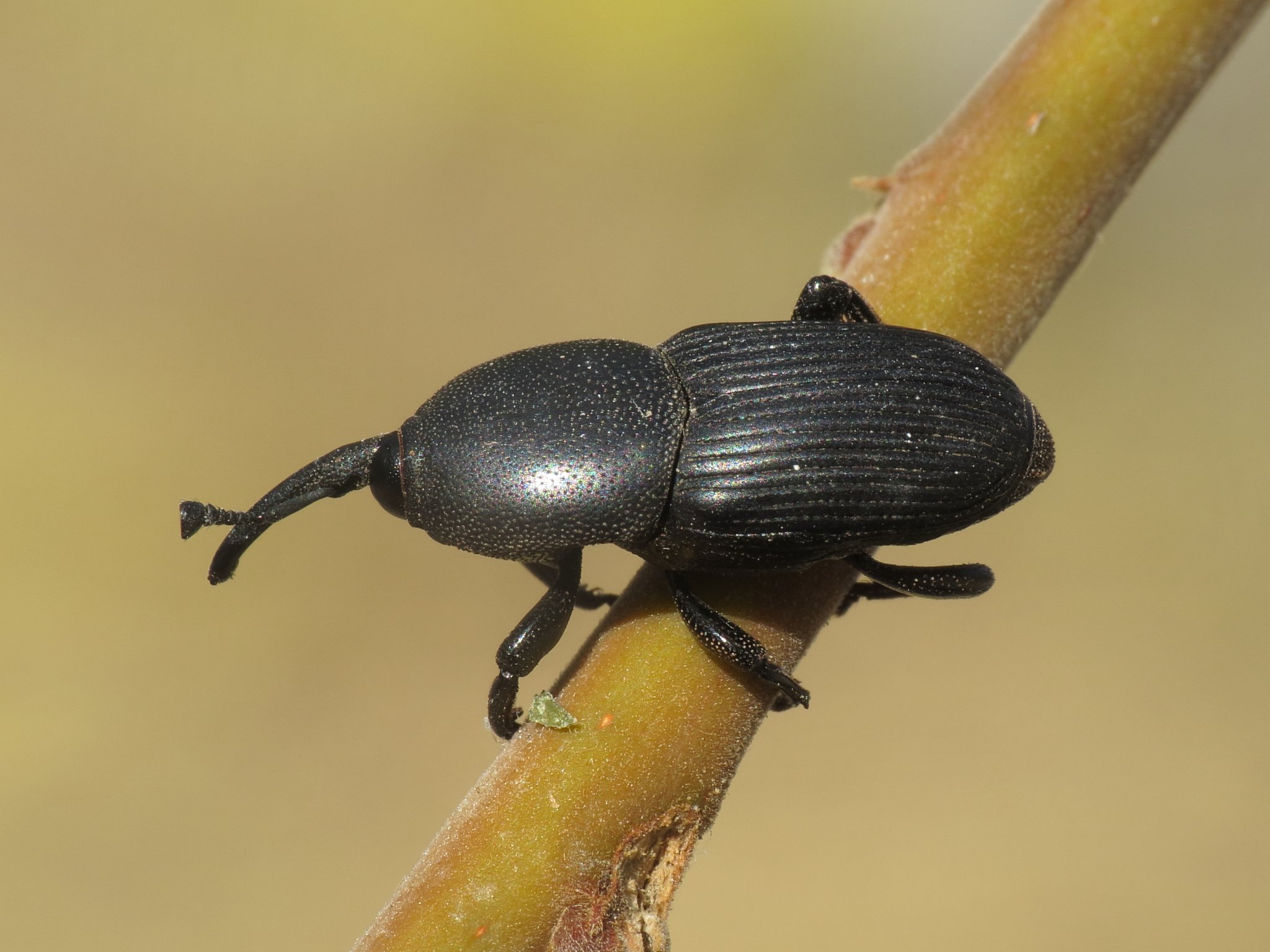 Scyphophorus acupunctatus