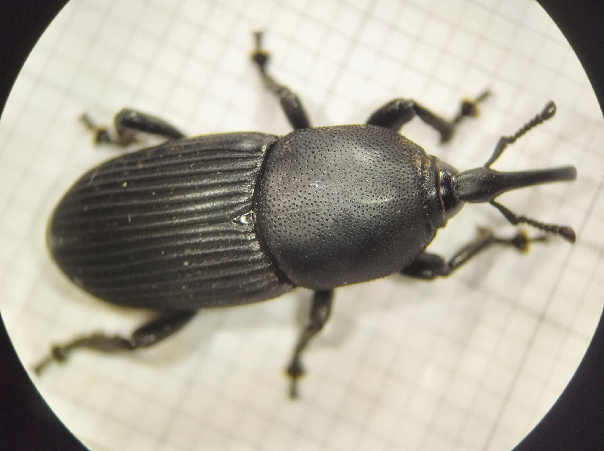 Scyphophorus acupunctatus