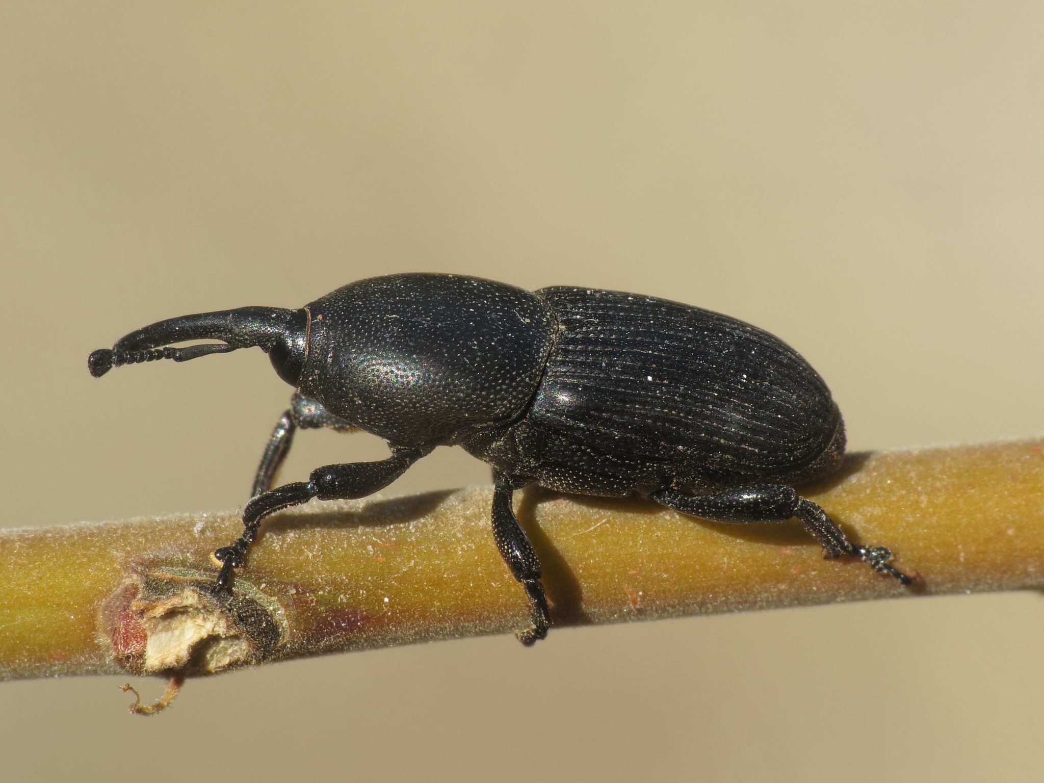 Scyphophorus acupunctatus