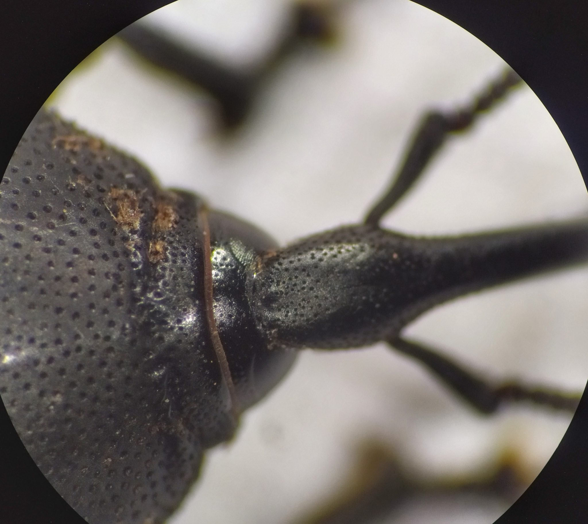 Scyphophorus acupunctatus