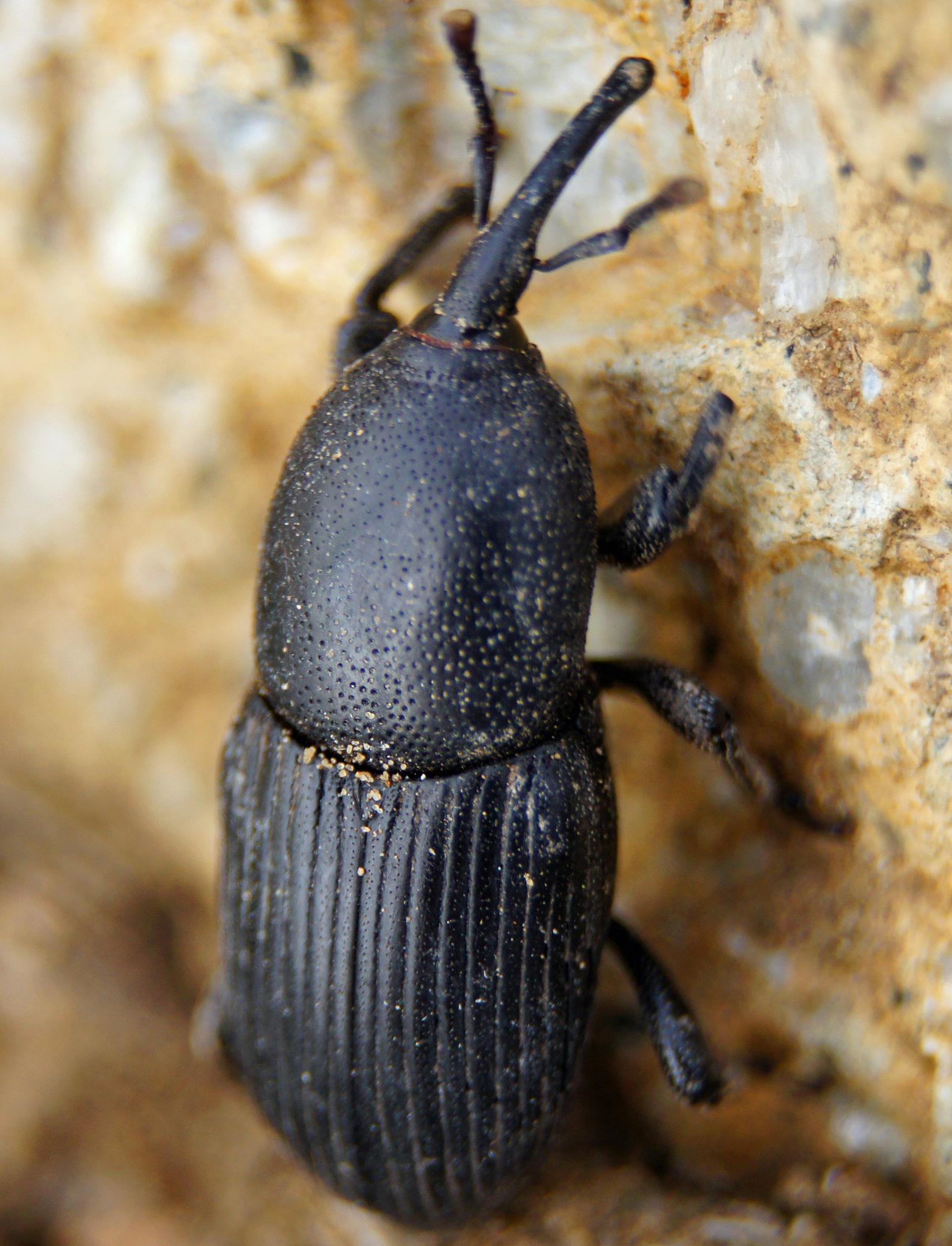 Scyphophorus acupunctatus