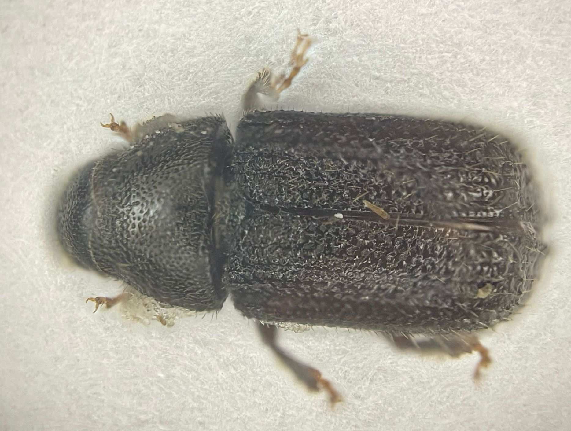 Dendroctonus simplex