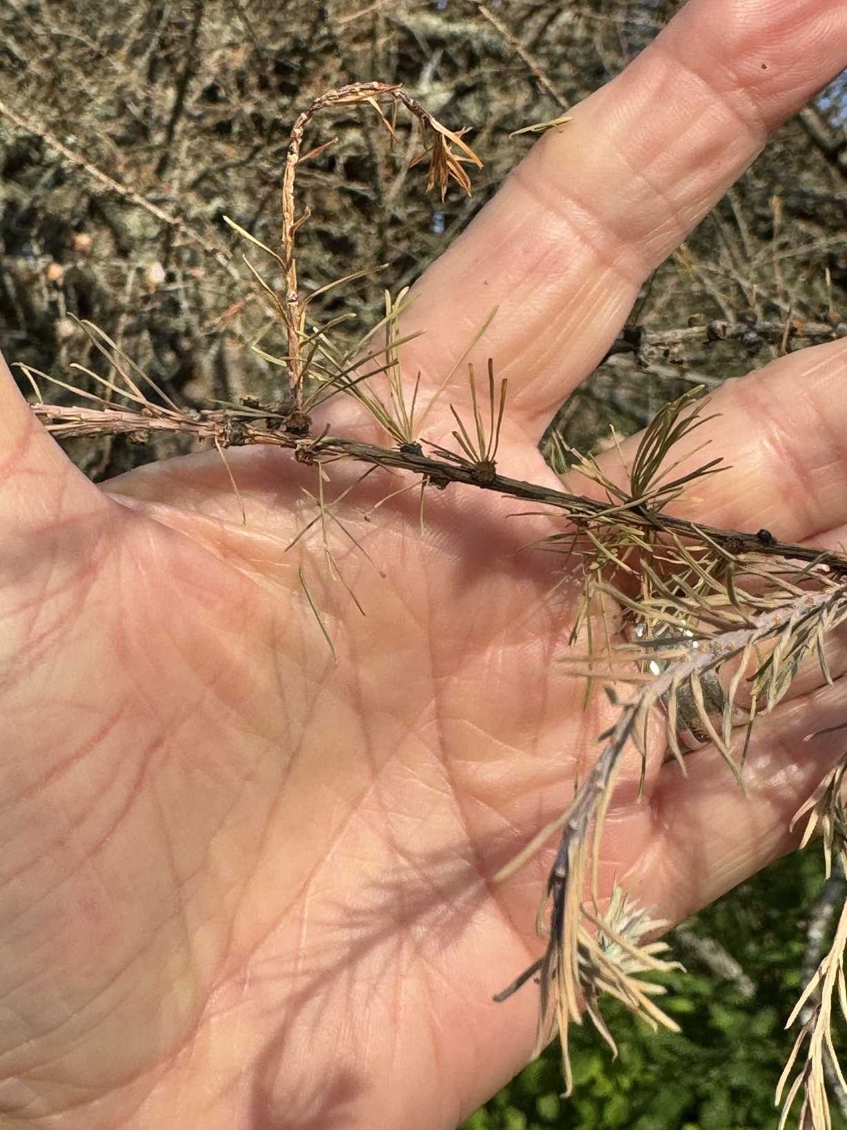 Dendroctonus simplex