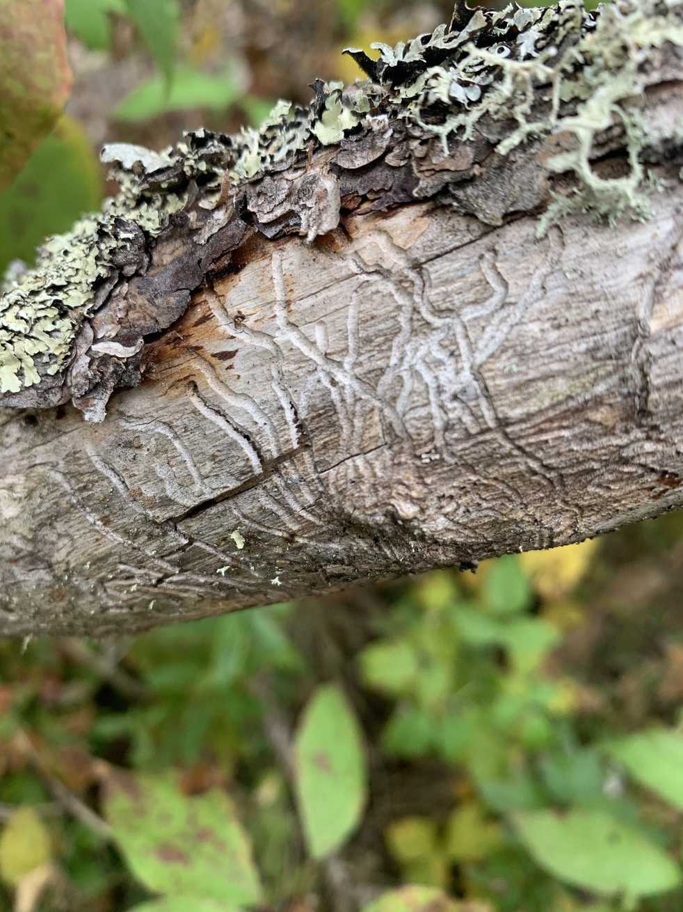 Dendroctonus simplex