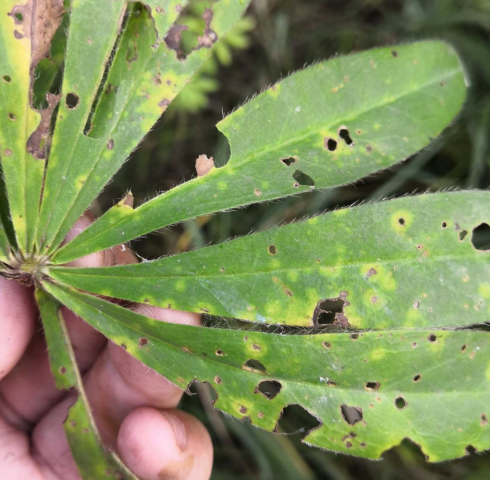 Uromyces lupini