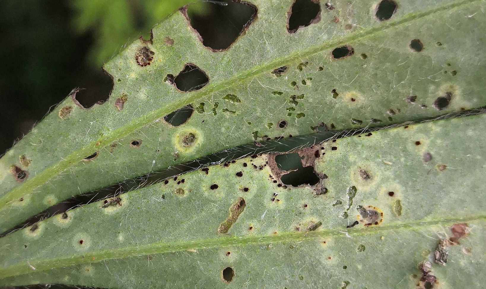 Uromyces lupini