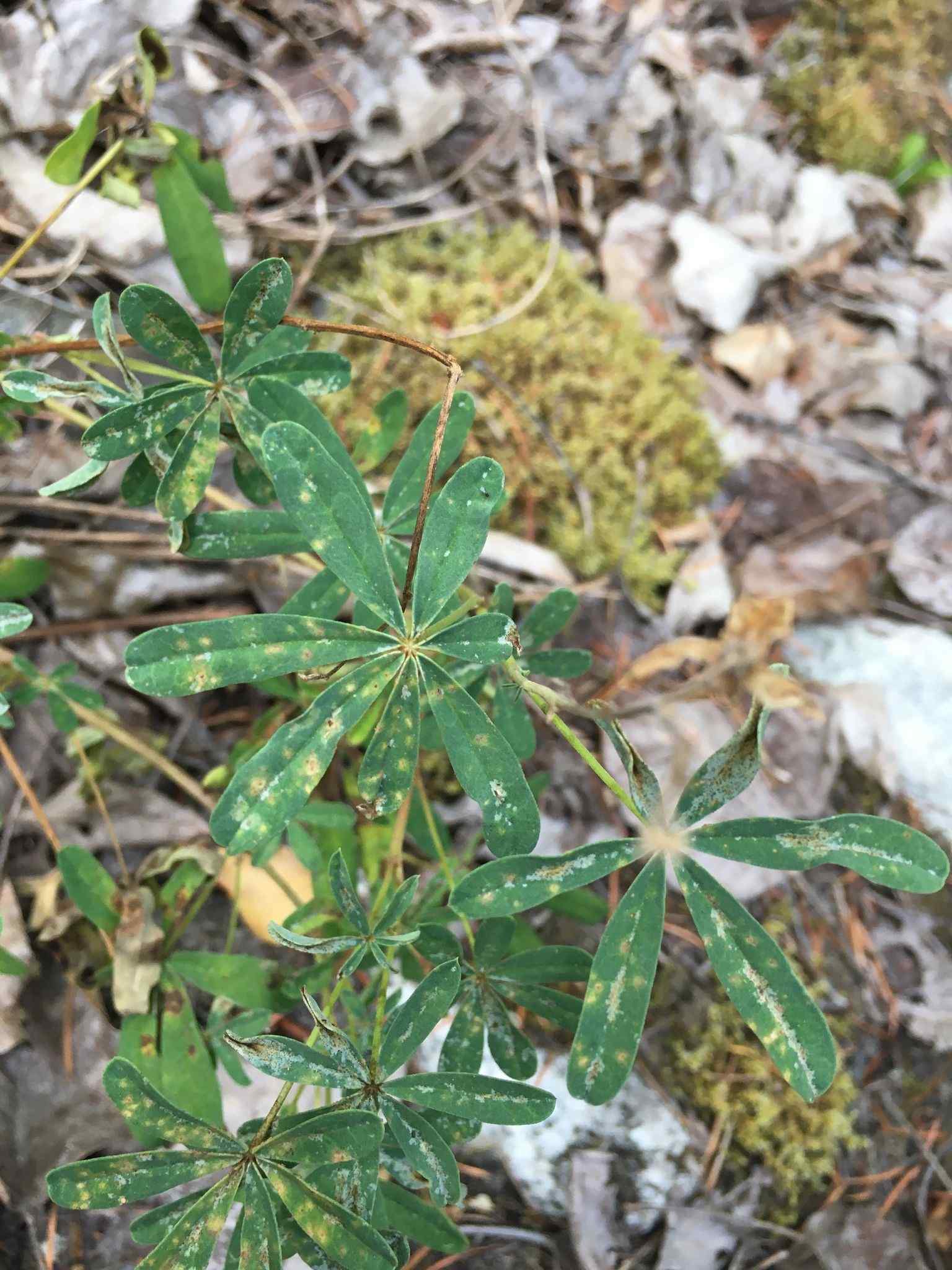 Uromyces lupini
