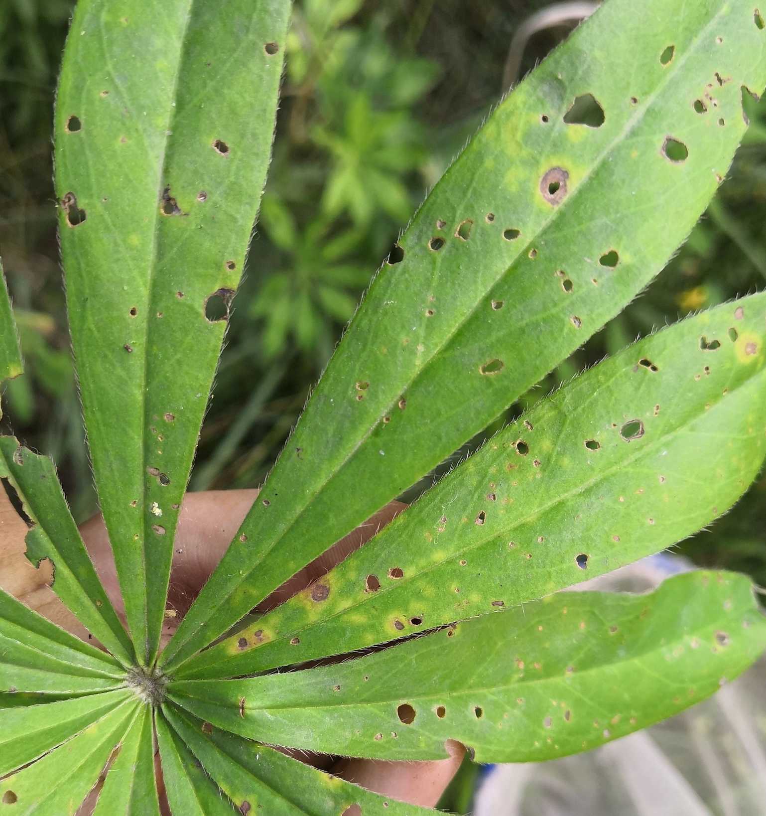Uromyces lupini