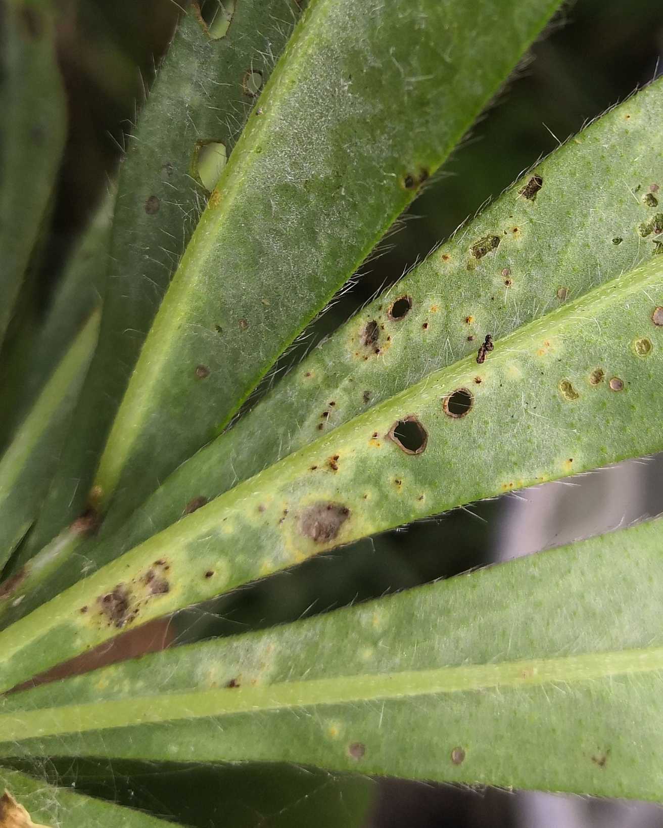 Uromyces lupini
