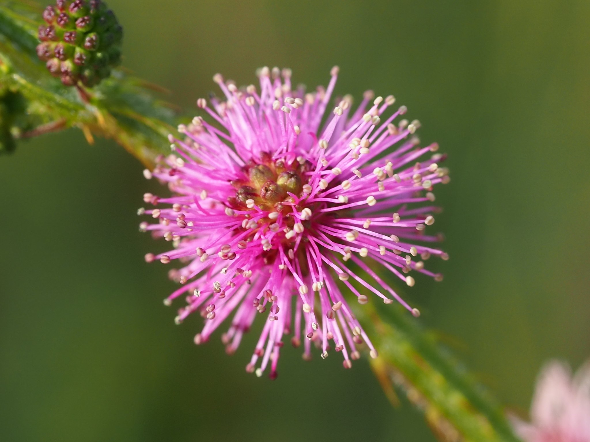 Mimosa diplotricha