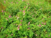 Mimosa diplotricha