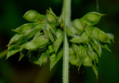 Mimosa diplotricha