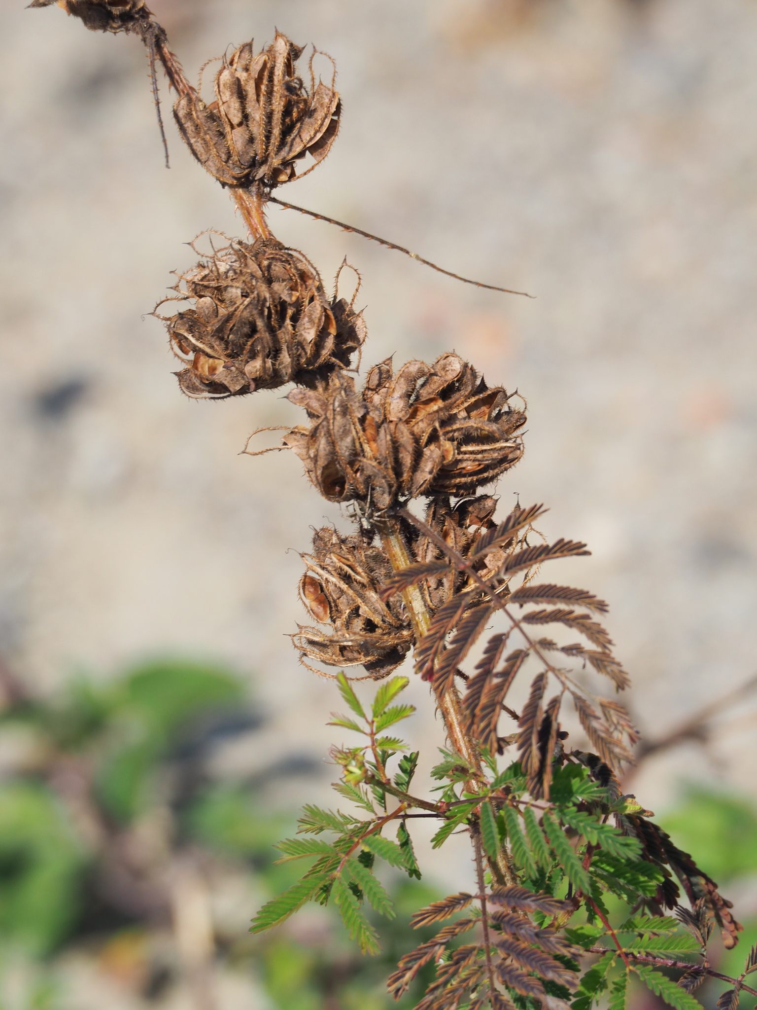 Mimosa diplotricha