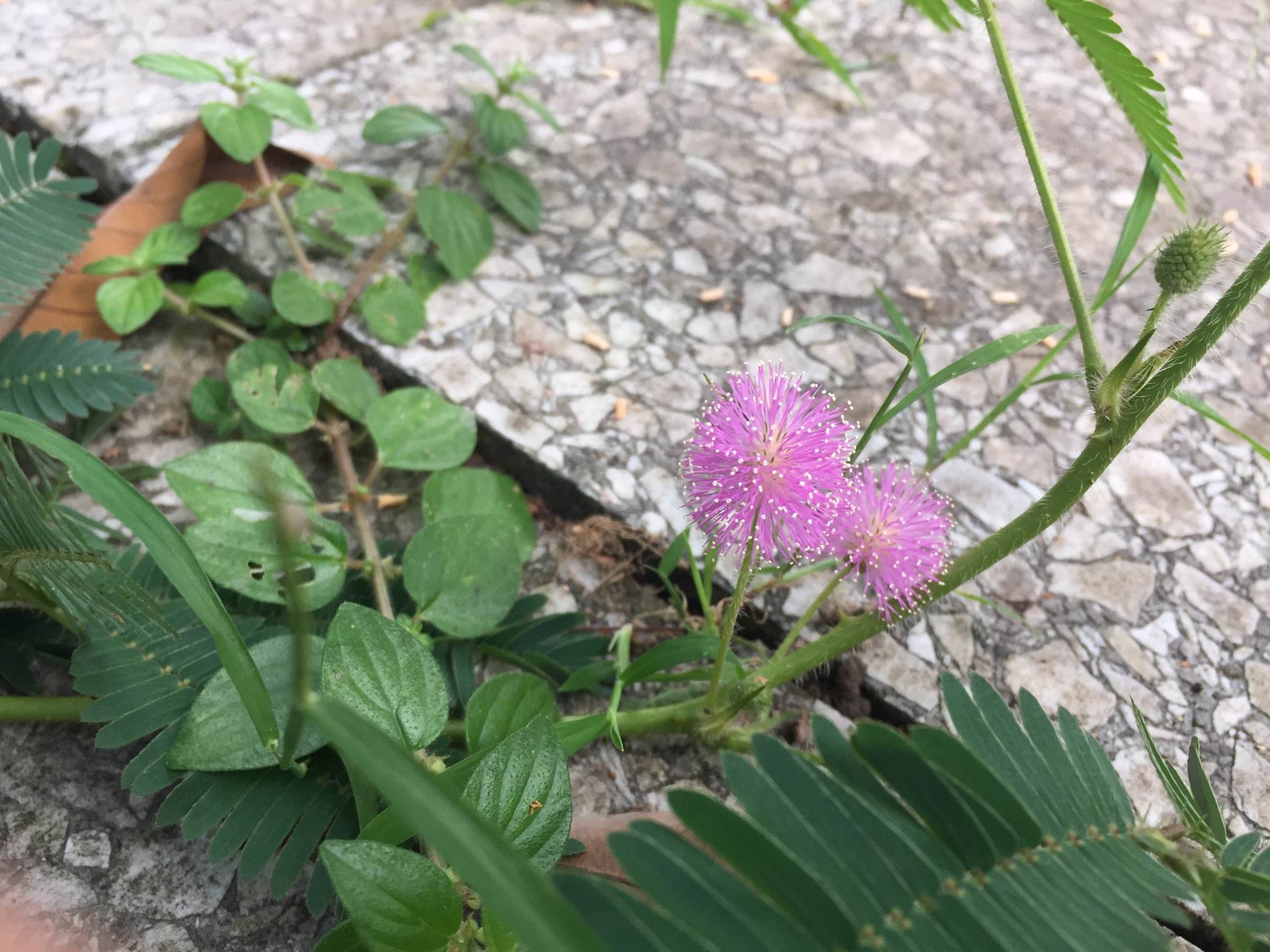 Mimosa diplotricha