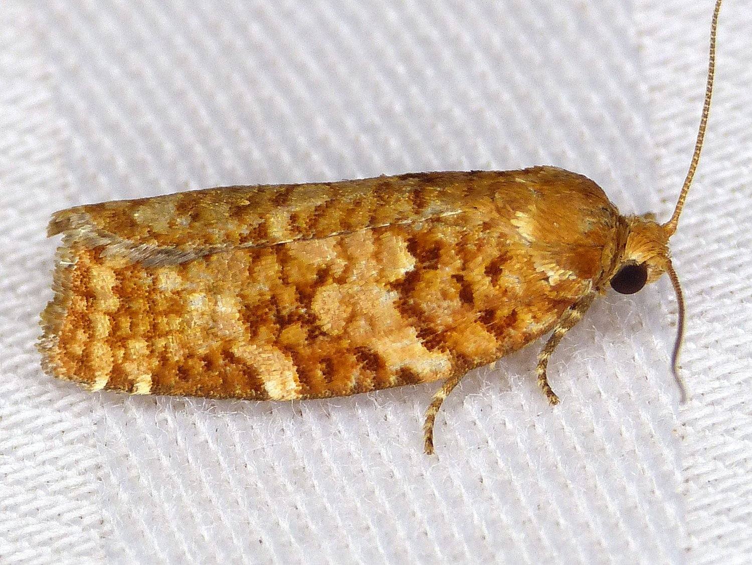 Choristoneura pinus