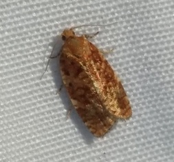 Choristoneura pinus