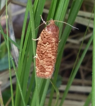 Choristoneura pinus