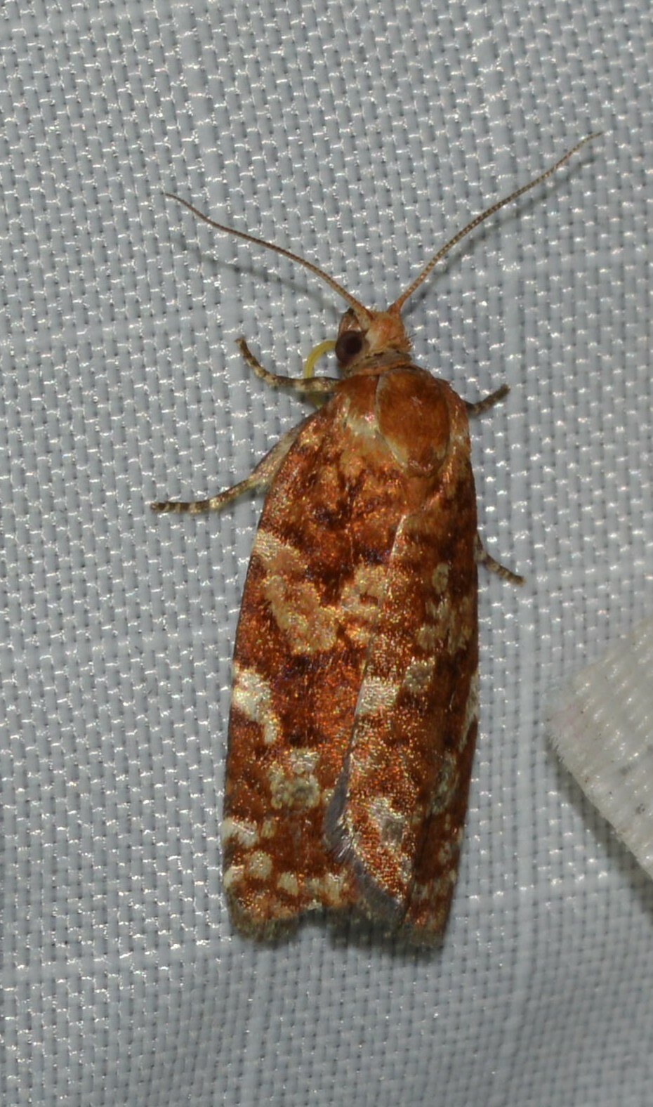 Choristoneura pinus