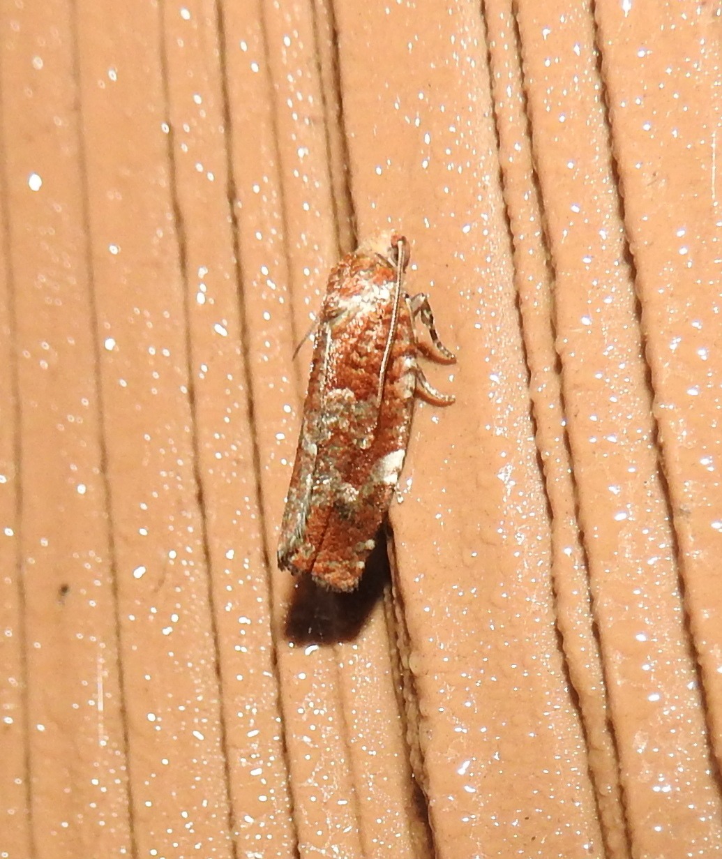 Choristoneura pinus