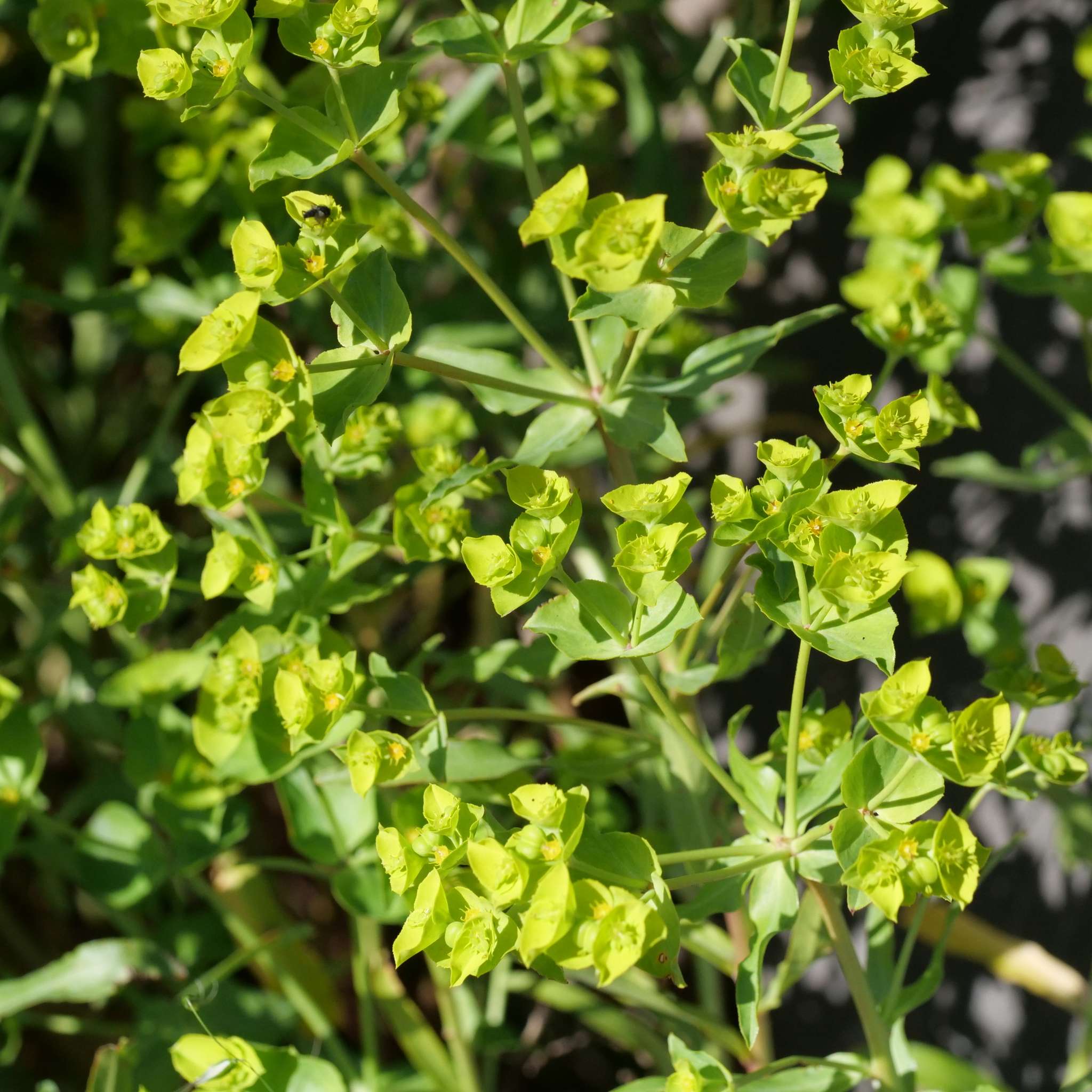 Euphorbia terracina