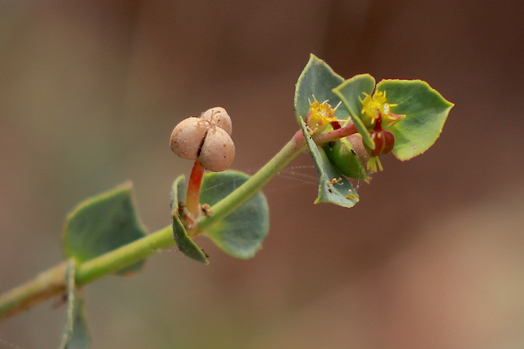 Euphorbia terracina