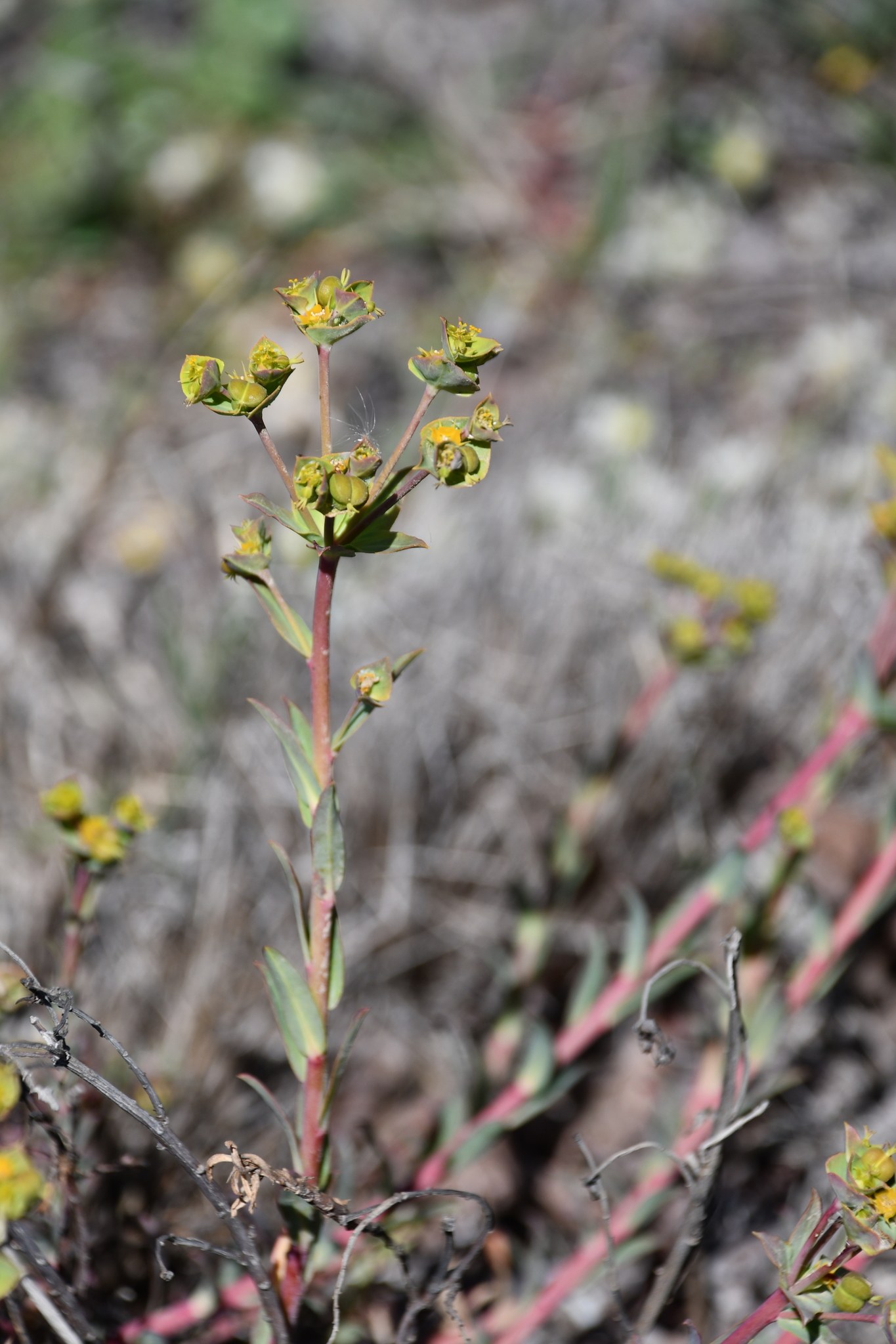 Euphorbia terracina