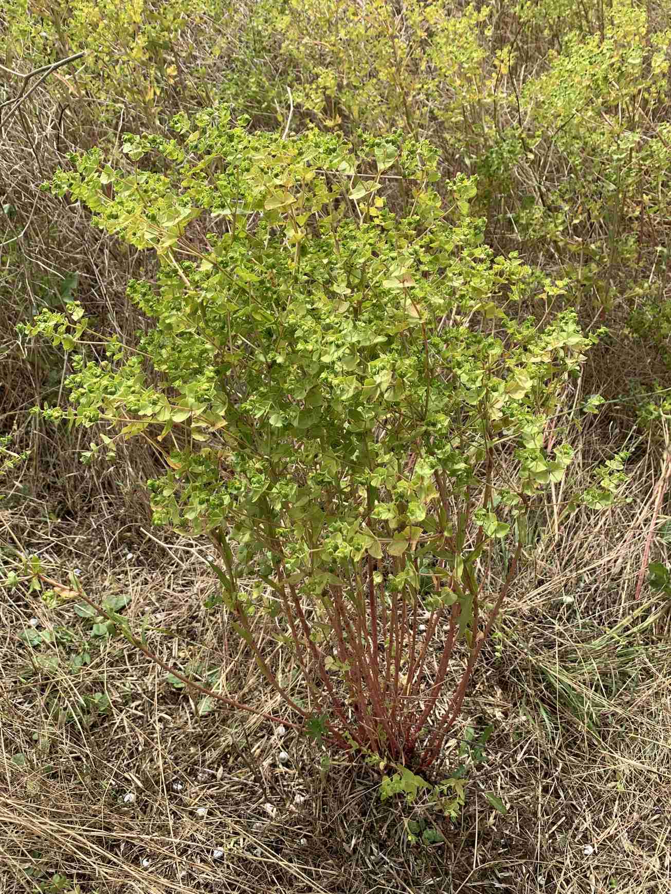 Euphorbia terracina